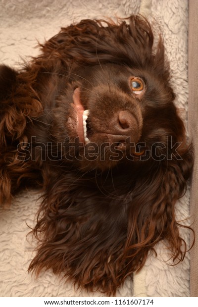 crazy cocker spaniel