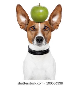 Crazy Dog With Big Lazy Eyes And An Apple