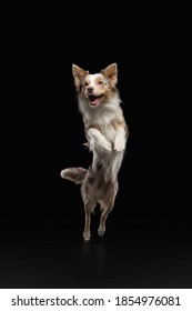 crazy Dog jumping . Pet in the studio on a black background. Active Border Collie