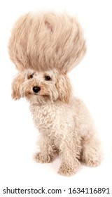 Crazy Dog Poodle Puppy With Funny Haircut Tuft Wig Hair Isolated On White Background