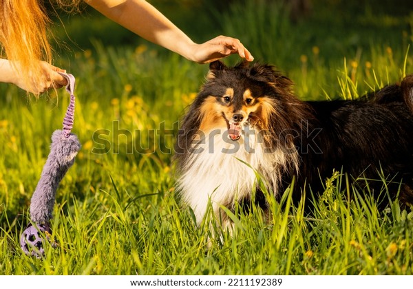 Crazy dog standing in grass. Pet owner stroking\
dog\'s head in outdoors