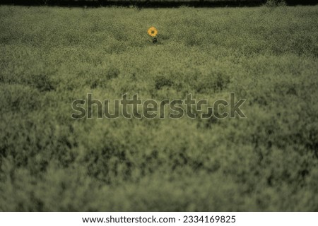 Image, Stock Photo Tulip in Winter Flower