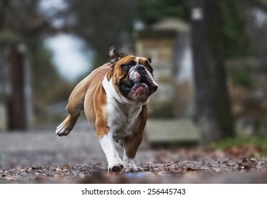 Crazy English Bulldog Puppy Running