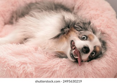 crazy face blue eyed miniature australian shepherd with tongue hanging out on pink fluffy dog bed - funny blue merle mini aussie dog - Powered by Shutterstock