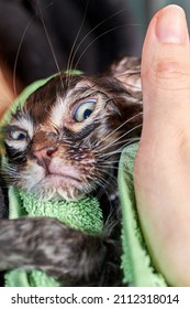 The Crazy Face Of A Wet Cat Wrapped In A Towel