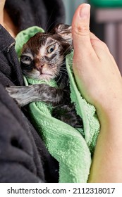 The Crazy Face Of A Wet Cat Wrapped In A Towel