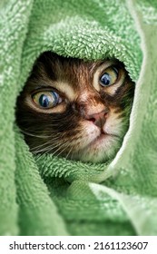 The Crazy Face Of A Wet Cat Wrapped In A Towel.