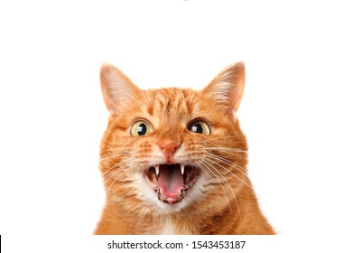 Crazy ginger cat crying isolated on white background