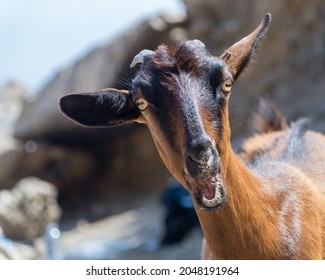 Crazy Goat Screaming For Food