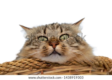 Crazy look of the cat from a basket. Selective focus on eyes, isolated on white. Stock photo © 