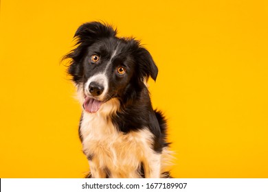 Crazy looking black and white border collie dog say looking intently on bright yellow background - Shutterstock ID 1677189907
