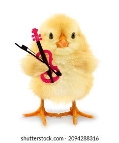Crazy musical chick with pink violin and fiddle bow. Funny baby animals music playing concept