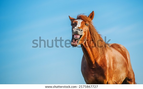 Crazy portrait of Crazy\
Laughing Horse