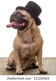 Crazy Pug Dog in Top Hat with tongue out