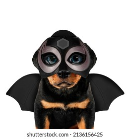 Crazy puppy dog super hero with bat wings trendy concept idea photo isolated on white background funny photo. Superhero costume animal character poster