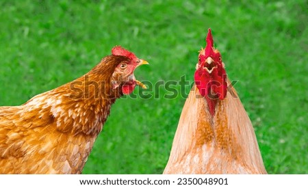 a crazy red hen with an open beak screams at a red rooster on a green background. family quarrel, surprise