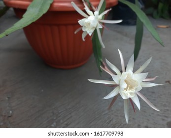 Crazy Rich Asian white flower blooming in the morning