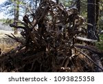 crazy root wad pine tree