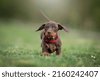 dachshund puppy grass