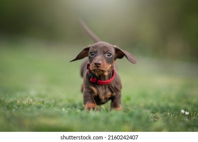 Crazy Running Dachshund Puppy Photo