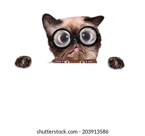 crazy silly cat with funny glasses behind blank placard