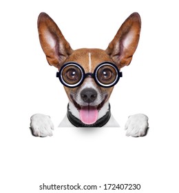 Crazy Silly Dog With Funny Glasses Behind Blank Placard