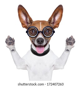 crazy silly dog with funny glasses showing tongue