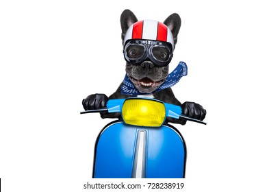 crazy silly motorbike french bulldog dog with helmet and goggles ,riding and driving a motorcycle , isolated on white background