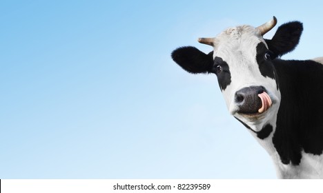 Crazy smiling cow with tongue looking to a camera on blue clear background with copyspace
