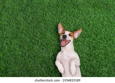 Crazy Smiling Dog, Lying On Green Grass. Happy Spring Day.