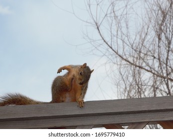 Crazy Squirrel Scratching On The Fence