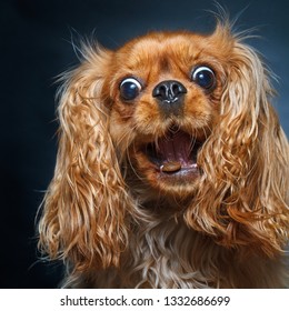 crazy studio portrait of a ruby cavalier king charles spaniel catching treats.