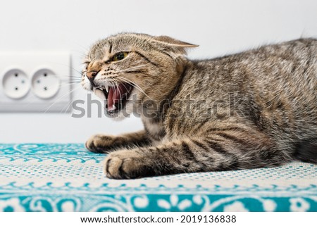 Crazy tabby cat showing grin indoors
