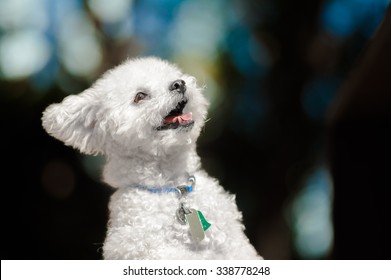 Crazy Toy Poodle Stock Photo 338778248 | Shutterstock