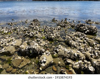 Crazy Wide Oyster, River , Rock,