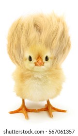 Crazy Yellow Chick With Ridiculous Hair