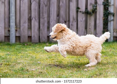 Cream Australian Labradoodle Pup Playing In The Garden On The Green Grass With Her Paw In The Air