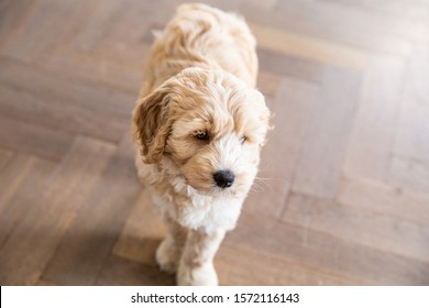 Cream Australian Labradoodle Pup Standing Inside On A Wooden Floor Looking At The Side