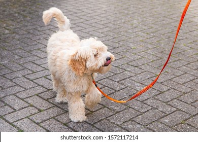 Cream Austrialian  Labradoodle Pup With Her Tong Out On A Orange Dog Leash Walking On The Street