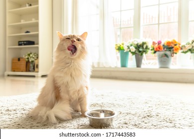 A Cream Cat Eating His Food.