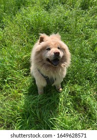 Cream Chow Chow Dog Smile In A Park