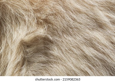 cream coarse furry outer coat of a double coated golden retriever canine dog - Shutterstock ID 2159082363