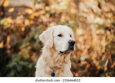 Cream Color Golden Retriver Dog