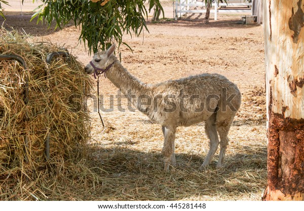 Cream Colored Alpaca Feeding Hay Feeder Stock Image Download Now