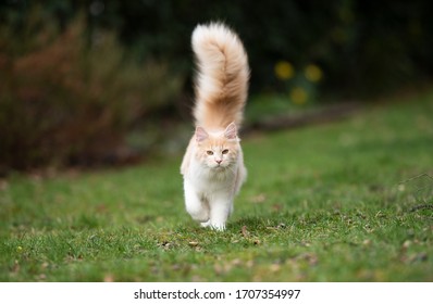 Cream Colored Beige White Maine Coon Cat With Large Fluffy Tail Walking On Grass Looking At Camera