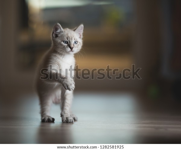 Cream Colored British Shorthair Kitten Raising Stock Photo Edit