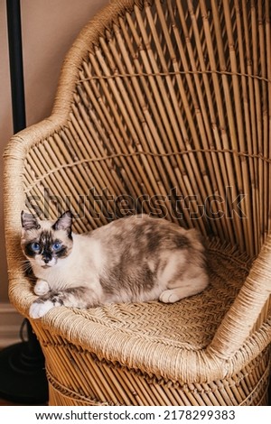 A cream colored cat with blue eyes sitting in a whicker chair
