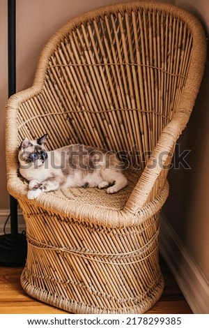 A cream colored cat with blue eyes sitting in a whicker chair