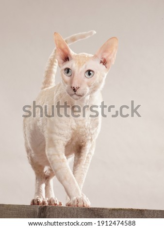 cream colored cat walks towards camera, breed cornish rex cat, studio photo with white background