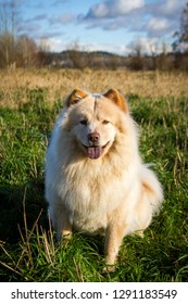 Cream Colored Chow Chow Dog Stands In A Grassy Field.